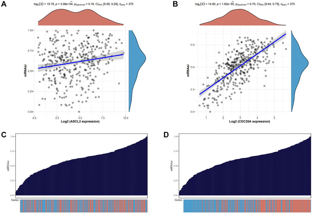 Analysis of the relationship between TSRGs and tumor stemness. (A) Scatter plot displaying the correlation between ASCL2 and the tumour stemness index. (B) Scatter plot displaying the correlation between CDC25A and the tumour stemness index. (C) Heat map of ASCL2 expression distribution versus tumor stemness score of corresponding samples. (D) Heat map of CDC25A expression distribution versus tumor stemness score of corresponding samples.