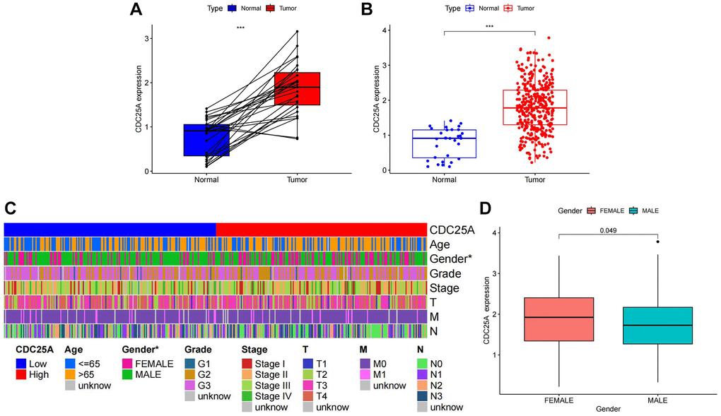 Analysis of CDC25A expression in gastric cancer. (A) Paired expression analysis of CDC25A in gastric cancer. (B) Analysis of CDC25A expression in gastric cancer. (C) Clinical heatmap of CDC25A expression in gastric cancer. (D) Differences in CDC25A expression between genders.