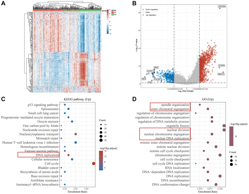 Enrichment analysis of CDC25A in gastric cancer. (A) Heat map of differential genes in the CDC25A high and low expression groups. (B) Differential gene volcano map of CDC25A high and low expression groups. (C) KEGG enrichment analysis of CDC25A. (D) GO enrichment analysis of CDC25A.