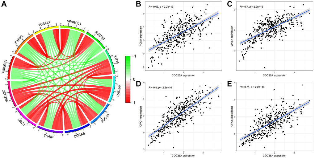 Co-expression analysis of CDC25A in gastric cancer. (A) Co-expressed genes of CDC25A. (B) Co-expression relationship between PCNA and CDC25A. (C) Co-expression relationship between MKI67 and CDC25A. (D) Co-expression relationship between ORC1 and CDC25A. (E) Co-expression relationship between ORC6 and CDC25A.