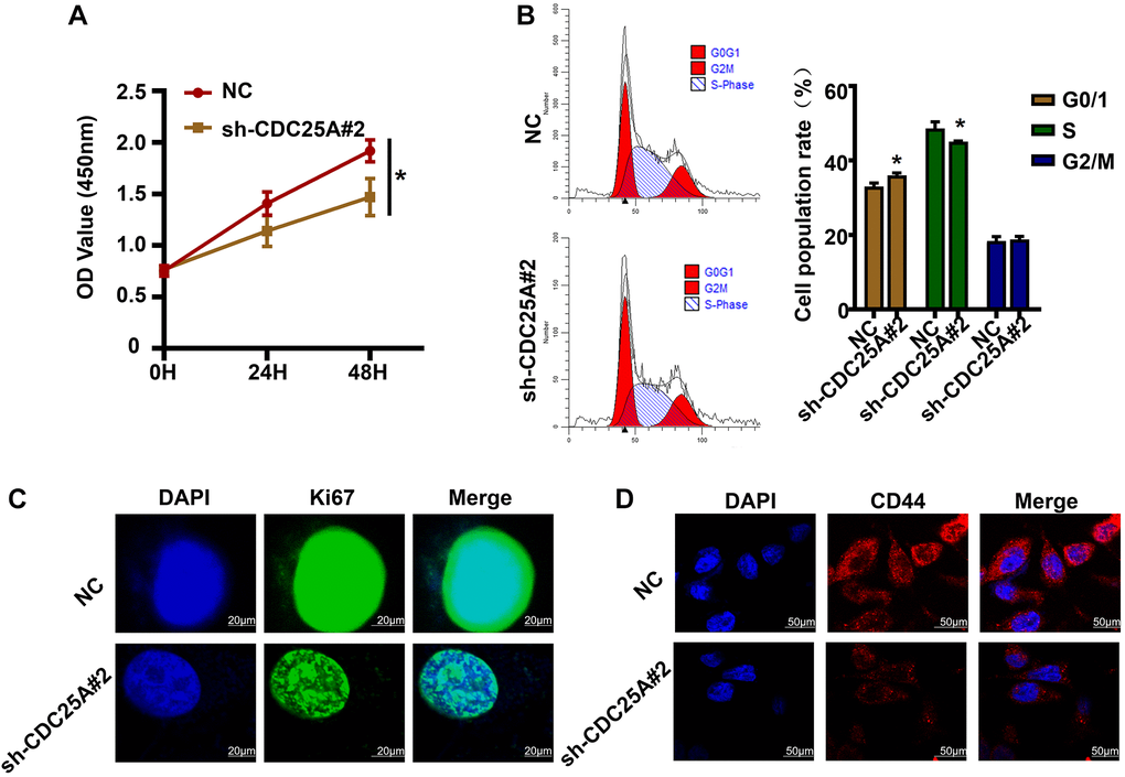 The effects of CDC25A expression on the proliferation, cell cycle and tumor stemness of gastric cancer cells were verified in vitro. (A) CCK8 assay to detect changes in gastric cancer cell viability after knockdown of CDC25A. (B) Flow cell cycle assay was performed to detect the changes in the percentage of cells in each cycle of gastric cancer cells after knockdown of CDC25A. (C) Cellular immunofluorescence assay to detect changes in MKI67 expression after CDC25A knockdown. (D) Cellular immunofluorescence assay to detect changes in CD44 expression after CDC25A knockdown.