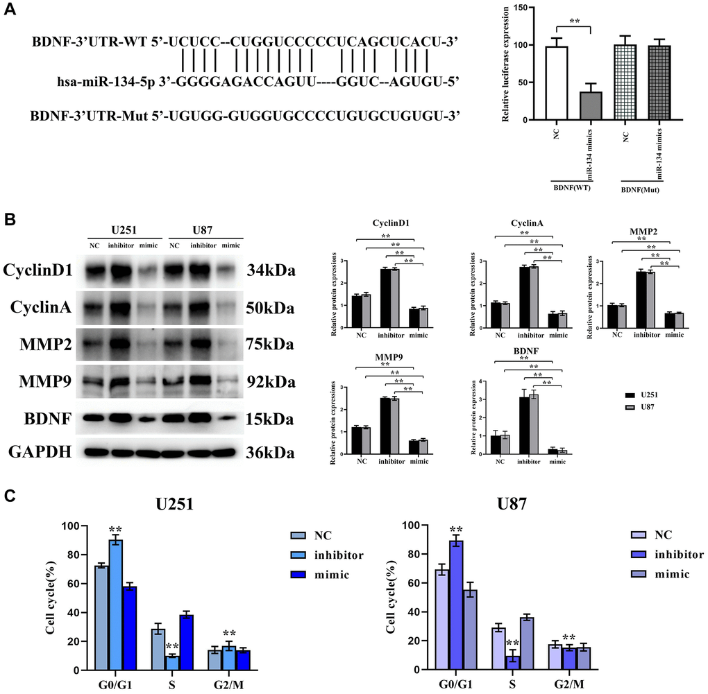 BDNF is a downstream target gene of hsa-miR-134-5p, which exerts its inhibitory effect on the cell cycle by suppressing the expression of proteins involved in cell cycle regulation and matrix proteases. (A) TargetScan to anticipate that BDNF would be the downstream gene of hsa-miR-134-5p. (B) Western blot shows the expression levels of cyclin D1, cyclin A2, and MMP2/9 were significantly reduced in U251 and U87 cells transfected with hsa-miR-134-5p mimics compared to those transfected with negative control. (C) Flow cytometry analysis revealed an increased proportion of G0/S phase cells in the hsa-miR-134-5p mimic group compared to cells transfected with NC. Conversely, a decreased proportion of G0/S phase cells was observed in the hsa-miR-134-5p inhibitor group.