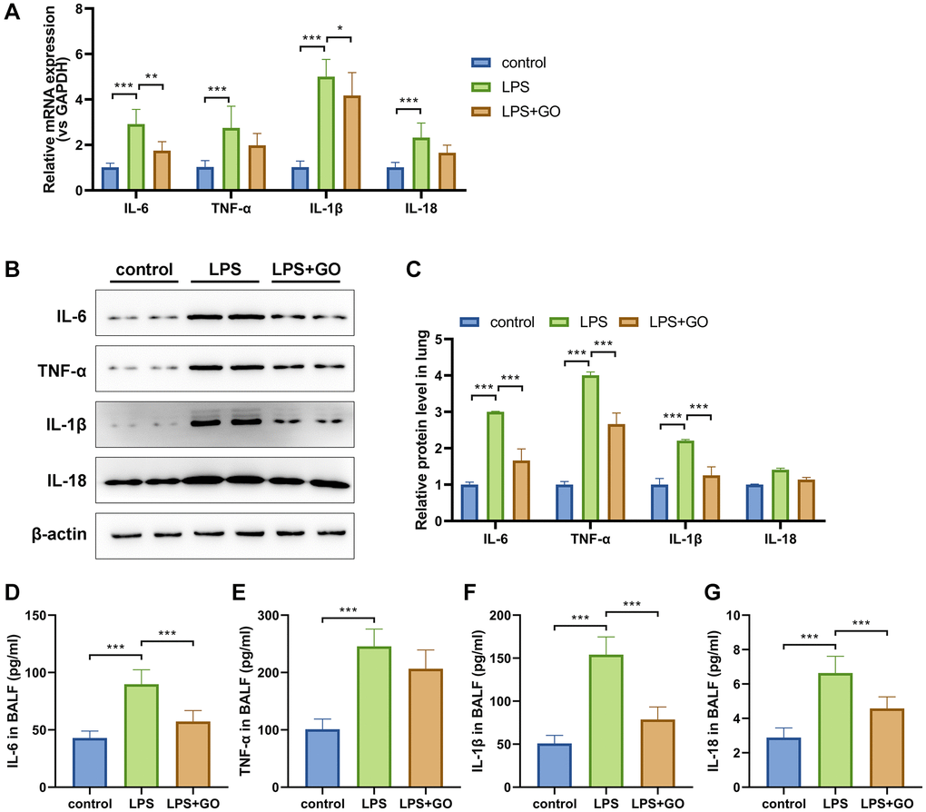 GO blocks lung inflammation during LPS-induced ALI. (A) Real-time PCR analysis showed that GO prevented the increase in the mRNA expression levels of inflammatory cytokines, including TNF-α, IL-6, IL-1β, and IL-18, in lung tissues. (B) Western blotting revealed that GO blocked the increase in the protein expression levels of inflammatory cytokines, including TNF-α, IL-6, IL-1β, and IL-18, in lung tissues. (C) Statistical chart of density analysis using ImageJ. (D–G) ELISA analysis revealed that GO inhibited the secretion of inflammation cytokines, including TNF-α, IL-6, IL-1β, and IL-18, in BALF. Experiments were performed in triplicate, and data are expressed as the mean ± standard deviation (SD). Student’s t-test, *p **p ***p 