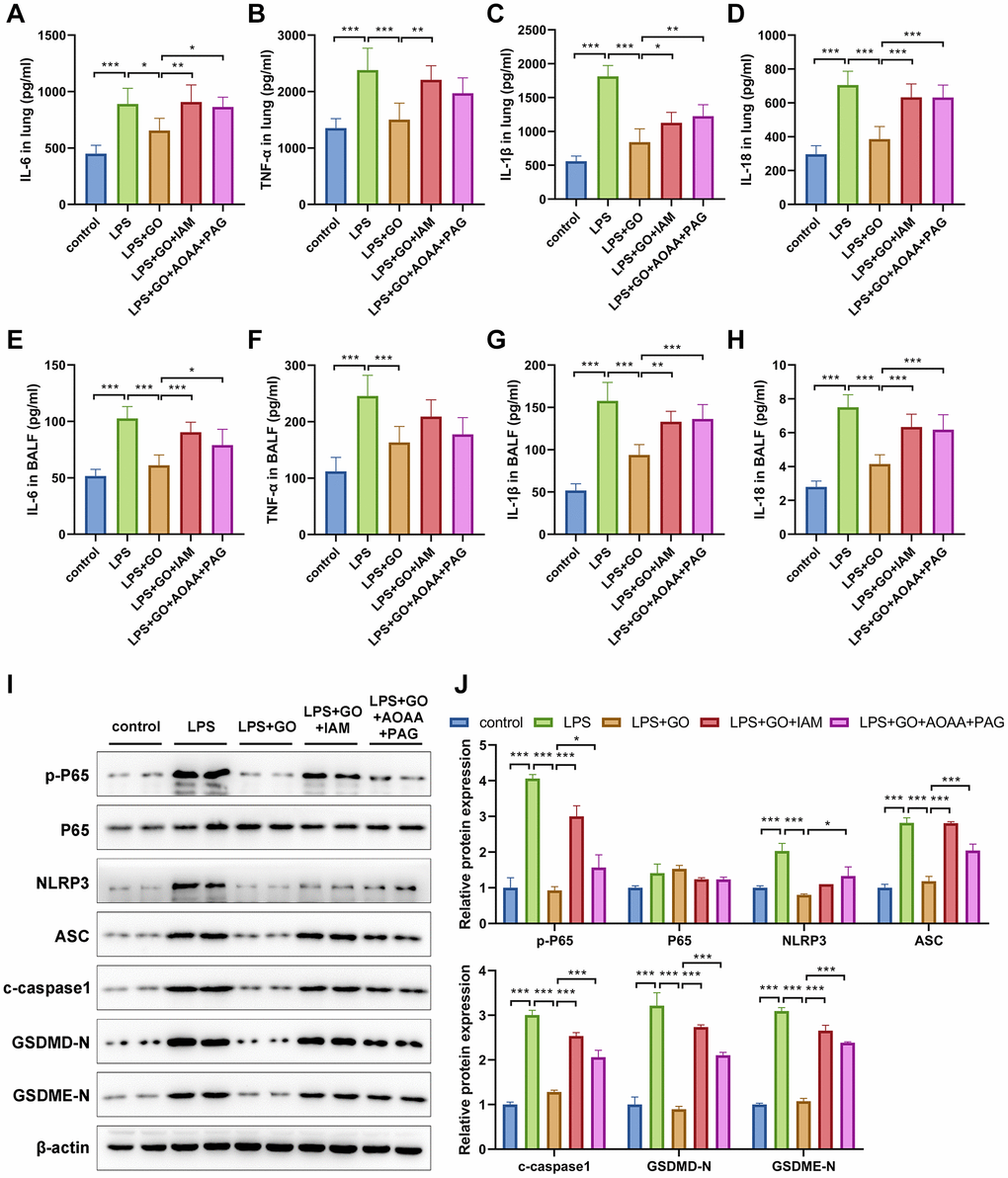 GO inhibits the NF-κB signaling and NLRP3 inflammasome-mediated inflammatory pyroptosis in LPS-induced ALI via the H2S-generating pathway. (A–D) ELISA of the levels of inflammatory cytokines, including TNF-α, IL-6, IL-1β, and IL-18, in lungs. (E–H) ELISA of the levels of secreted inflammatory cytokines, including TNF-α, IL-6, IL-1β, and IL-18, in BALF. (I) Western blotting to detect the protein expression levels of p-p65, p65, NLRP3, ASC, c-caspase 1, and apoptotic markers in lungs. (J) The grayscale values of the bands in the image were normalized to β-actin and analyzed using ImageJ software. Data are expressed as the means ± SD. Student’s t-test, *p **p ***p 