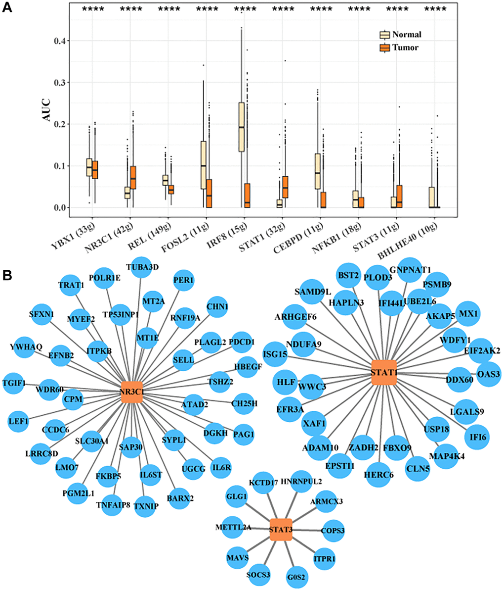 Transcription factor regulatory network in CTLA4+ T cells. (A) Important transcription factors in CTLA4+ T cells identified by SCENIC analysis. (B) Network of target genes regulated by NR3C1, STAT1 and STAT3.