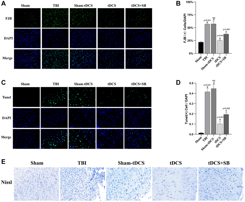 The crucial role of OXA in tDCS reduced necrotic neuronal degeneration in in TBI rats. (A) Representative images of Fluoro Jade B (FJB) staining of the injured peripheral cortex in 2W after injury (n = 3). (B) Quantitative analysis reveals the proportion of FJB-positive cells to DAPI (n = 3). (C) Representative images of Tunel staining of the injured peripheral cortex in 2W after injury (n = 3). (D) Quantitative analysis reveals the proportion of Tunel-positive cells to DAPI (n = 3). (E) Representative images of Nissl staining of the injured peripheral cortex in 2W after injury (n = 3). Results are expressed as means ± standard deviation, the statistical significance of differences was evaluated by One-way ANOVA, *denotes the comparison between the Sham group and the TBI group, #represents the comparison between the TBI and the Sham-tDCS group, &signifies the comparison between the tDCS group and the Sham-tDCS group, and ¥indicates the comparison between the tDCS group and the tDCS+SB334867 group. P 