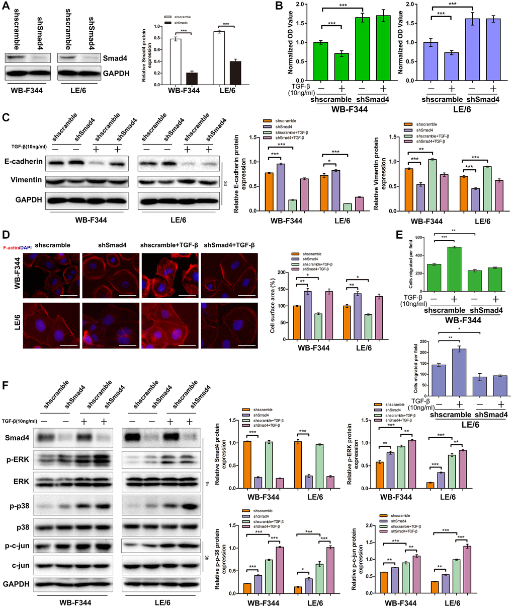 Inhibition of Smad signaling downstream of TGF-β abrogated TGF-β-induced cytostasis and EMT and strengthened MAPK signaling in LPCs. (A) Western blotting was used to measure the expression of Smad4 in WB-shSmad4, LE-shSmad4, and control cells (WB-shScramble or LE-shcramble cells). GAPDH was used as a loading control. (B) CCK-8 assays of WB-shSmad4, LE-shSmad4 and control cells before and after treatment with TGF-β (10 ng/ml, 3d). OD values were normalized to those of the control groups. (C) WB-shSmad4, LE-shSmad4, and control cells were treated with TGF-β (10 ng/ml, 3d) as indicated, and Western blot analyses were carried out with antibodies against E-cadherin and vimentin. GAPDH was used as a loading control. (D) WB-shSmad4, LE-shSmad4 and control cells were treated with TGF-β (10 ng/ml) for 3 days and then subjected to phalloidin staining for F-actin (red). DAPI (blue) was used to stain the cell nuclei. The white arrows indicate F-actin rearrangements. Scale bar, 25 μm. (E) Cell motility analyses of WB-shSmad4, LE-shSmad4 and control cells treated with TGF-β. The average number of migrated cells per field is shown. (F) Western blot analyses of Smad4, p-ERK, ERK, p-p38 MAPK, p38 MAPK, p-c-Jun and c-Jun expression in WB-shSmad4, LE-shSmad4, and control cells. GAPDH was used as a loading control. WB-shSmad4, LE-shSmad4 and control cells were treated with TGF-β (10 ng/ml) for 1 h or 3 h, respectively. These experiments were repeated three times. One-way ANOVA was used for statistical analysis. The data are presented as the mean ± S.E.M. *p **p ***p 