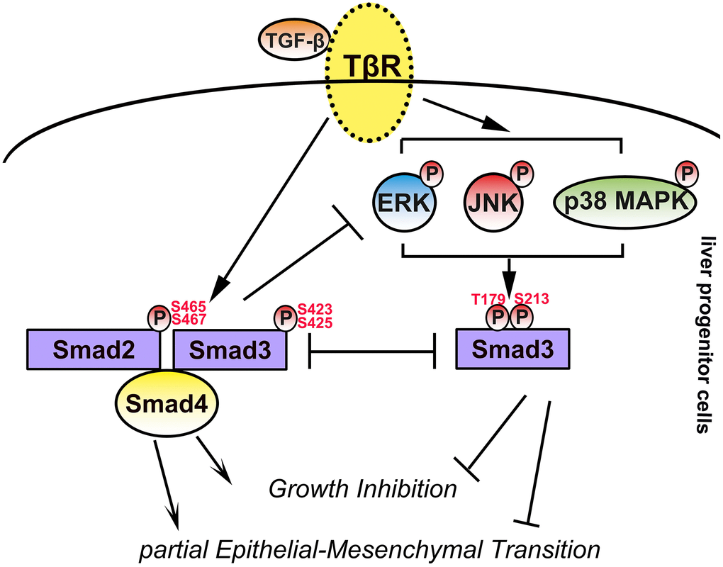 Schematic illustration of this study. In LPCs, TGF-β activated Smad and MAPK signaling, and activated MAPK signaling contributed to linker phosphorylation of Smad3 at T179 and S213. TGF-β-activated Smad signaling contributes to the cytostasis and EMT of LPCs, whereas TGF-β-activated MAPK signaling and phosphorylation of Smad3 at T179 and S213 have opposite effects.