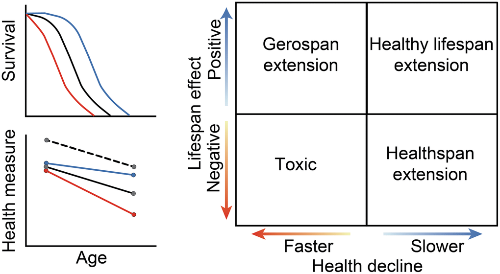 Potential effects of compounds on lifespan and health. A qualitative diagram of possible outcomes for compound effects on lifespan and on healthspan. Lifespan is represented as a change in median survival, while healthspan is represented in the relative rate of decline as compared to the control. The black lines show control, while the blue lines depict slowed aging, and the red lines depict accelerated aging. For health measures, the black dashed line shows the effects of an intervention that is generally stimulatory but does not alter the aging process. Depending on the effect size and direction, each healthspan, compound, and strain combination will fall into one quadrant: lifespan and healthspan extending, healthspan extending, gerospan extending, or toxic. The solid lines between the quadrants indicate no change from the control for a given measure.