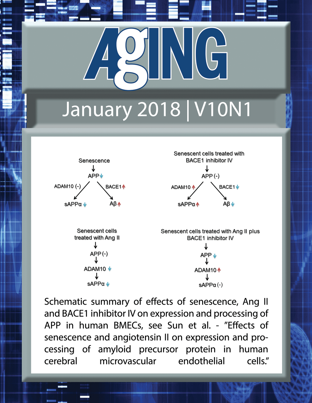 The cover for issue 1 of Aging features Figure 6 "Schematic summary of effects of senescence, Ang II and BACE1 inhibitor IV on expression and processing of APP in human BMECs" from Sun et al.
