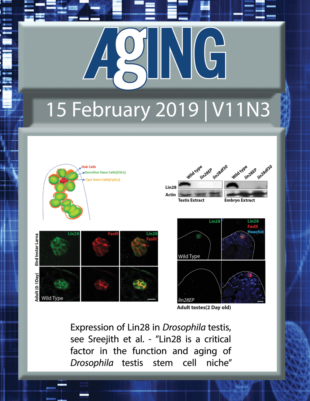 The cover features Figure 1 "Expression of Lin28 in Drosophila testis" from Sreejith et al.