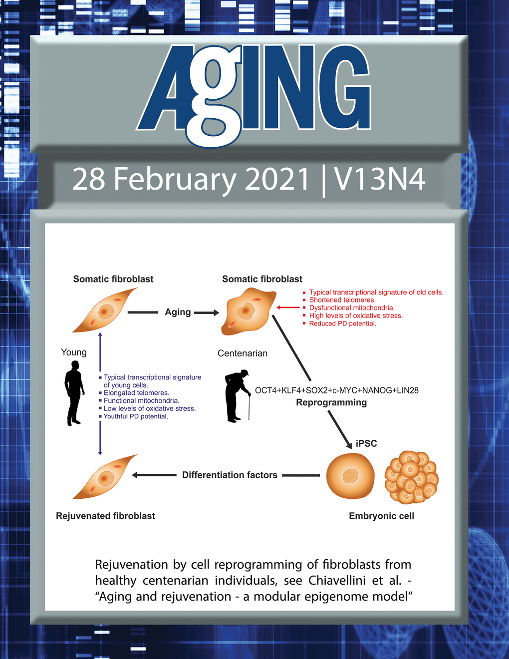 The cover features Figure 1 "Rejuvenation by cell reprogramming of fibroblasts from healthy centenarian individuals“ from Chiavellini et al.