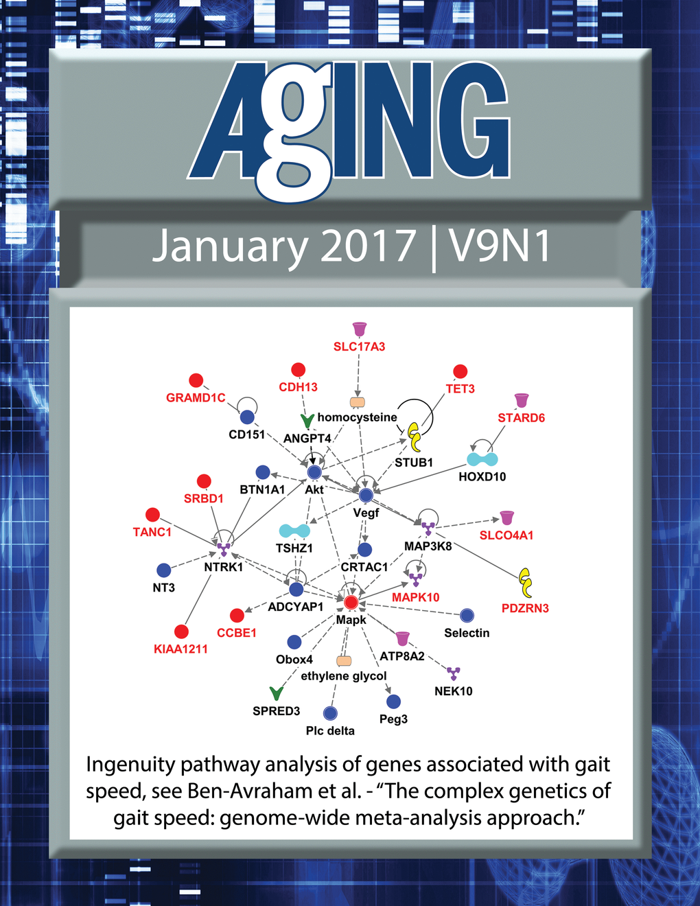 The cover for issue 1 of Aging features Figure 3B, ''The complex genetics of gait speed: genome-wide meta-analysis approach" from Ben-Avraham et al.