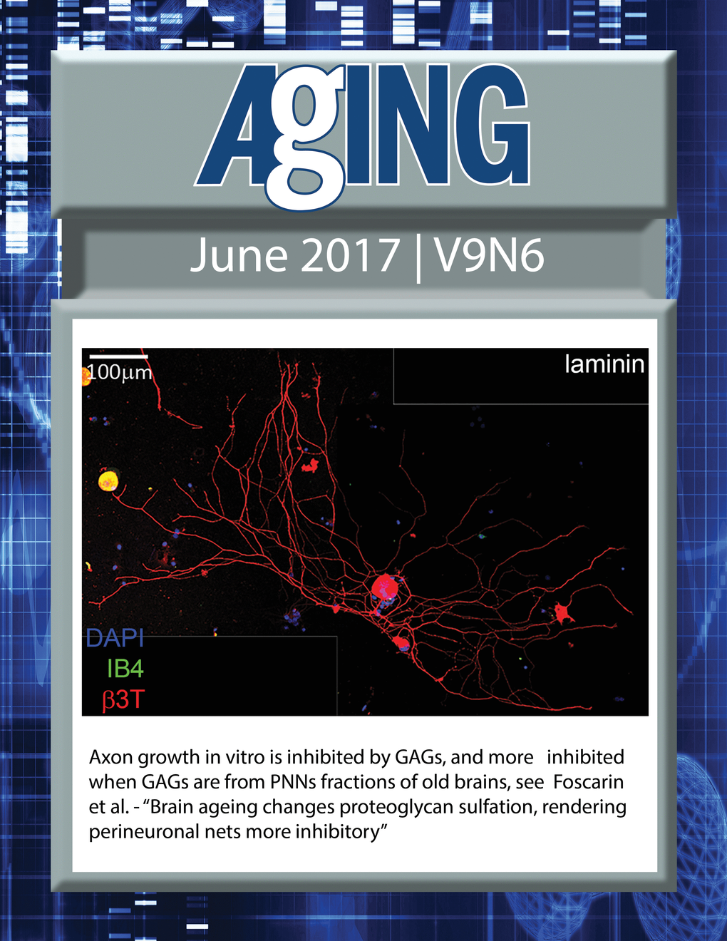 The cover for issue 6 of Aging features Figure 5C, "Axon growth in vitro is inhibited by GAGs, and more inhibited when GAGs are from PNNs fractions of old brains" from Foscarin et al.